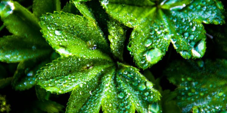 Lady’s mantle
