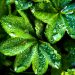Lady’s mantle