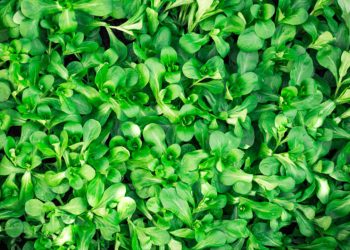Lamb’s lettuce