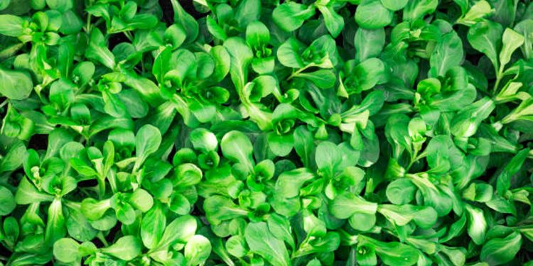 Lamb’s lettuce