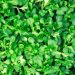 Lamb’s lettuce