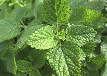 Lemon balm