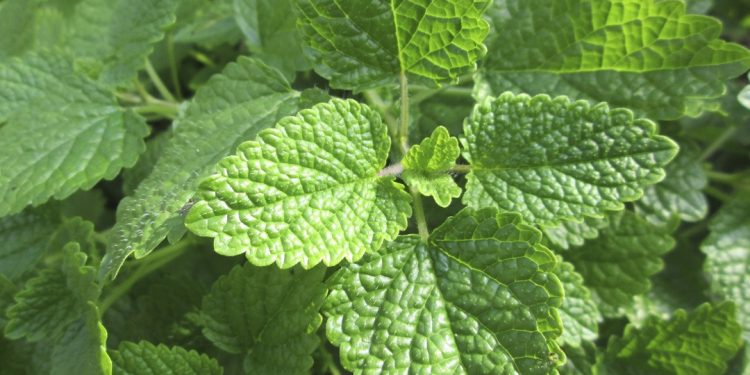 Lemon balm
