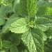 Lemon balm