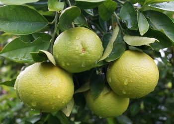 Lime