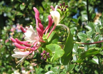 Lonicera