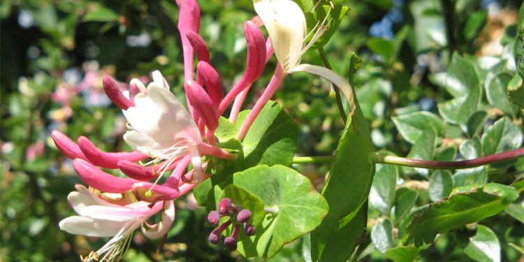 Lonicera