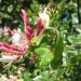 Lonicera
