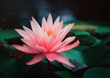 Lotus