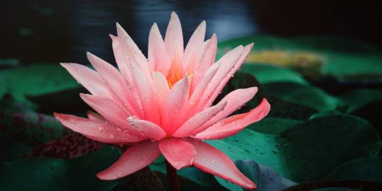 Lotus