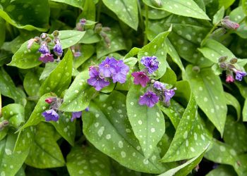 Lungwort