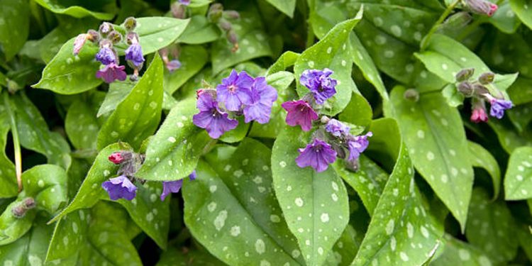 Lungwort