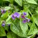 Lungwort