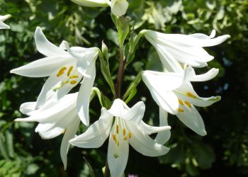 Madonna lily
