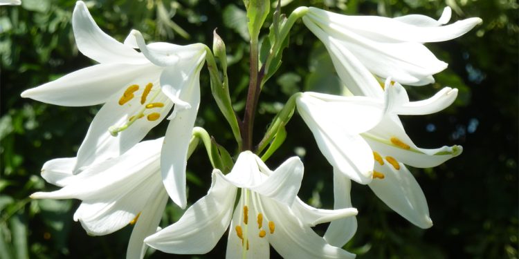 Madonna lily