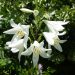 Madonna lily