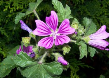 Mallow