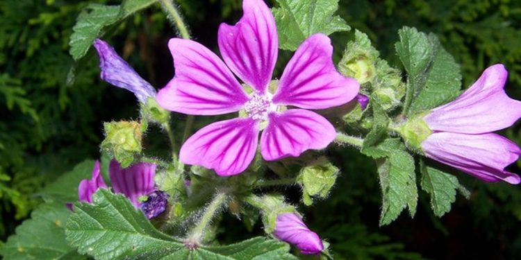 Mallow