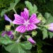 Mallow
