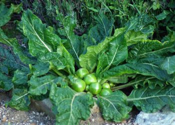 Mandrake