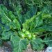 Mandrake