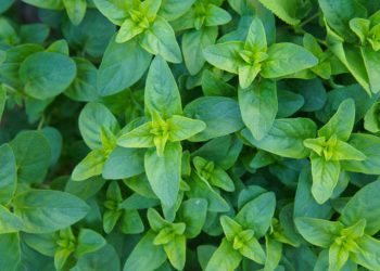 Marjoram and oregano
