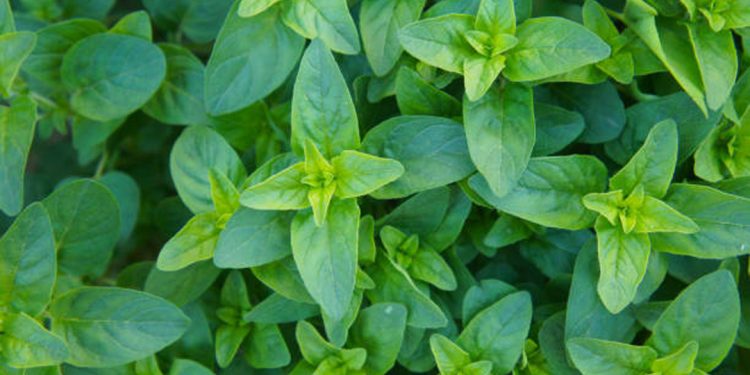 Marjoram and oregano