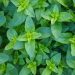 Marjoram and oregano