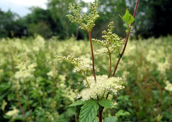 Meadowsweet