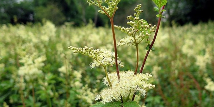 Meadowsweet