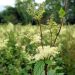 Meadowsweet