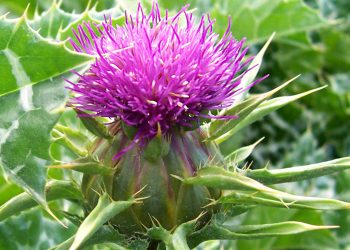 Milk thistle