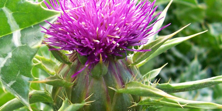 Milk thistle