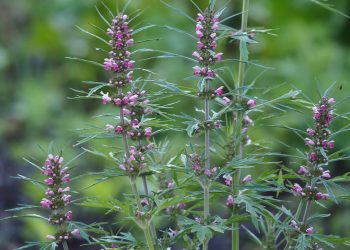 Motherwort