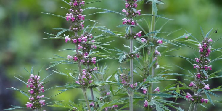 Motherwort