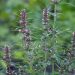 Motherwort