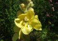 Mullein