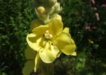 Mullein