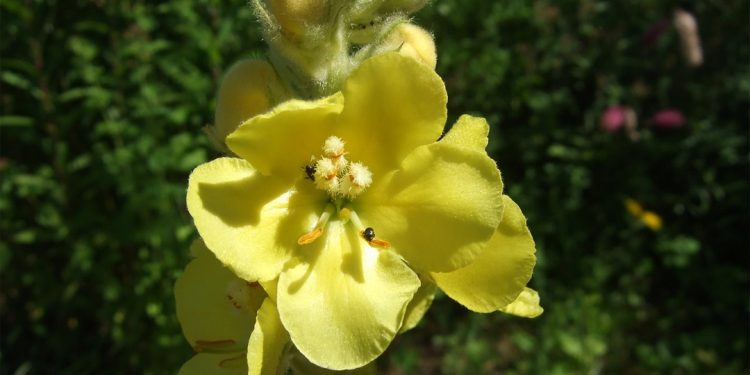 Mullein