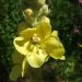 Mullein