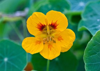 Nasturtium