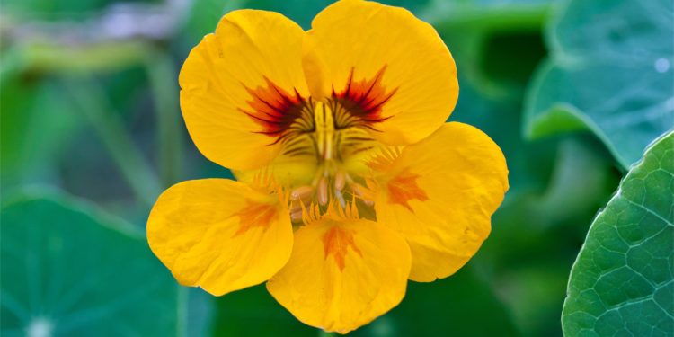 Nasturtium