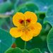 Nasturtium