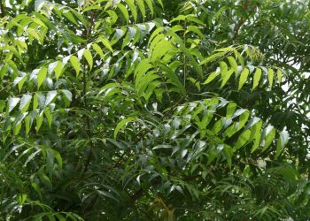 Neem tree