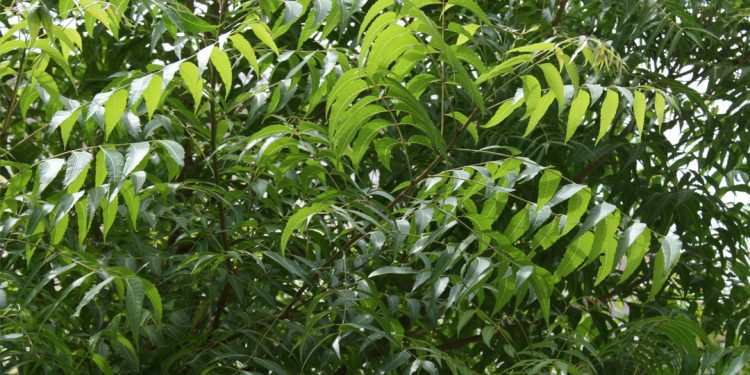 Neem tree