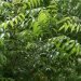 Neem tree