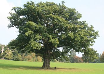 Oak