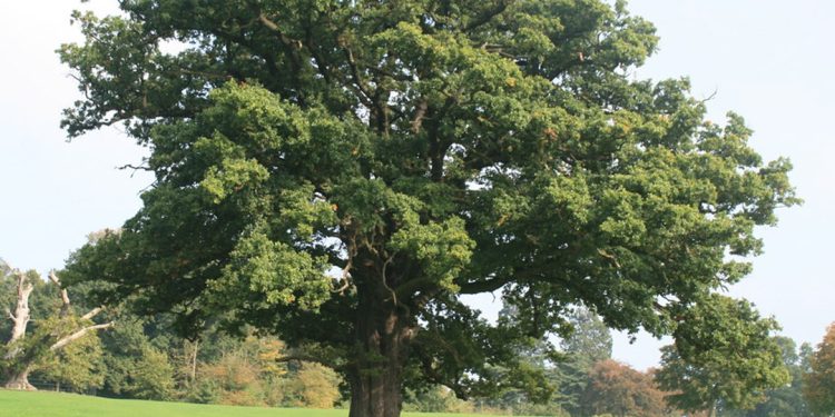 Oak