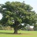 Oak