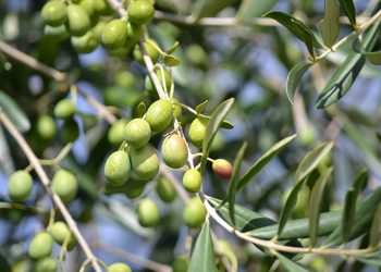 Olive